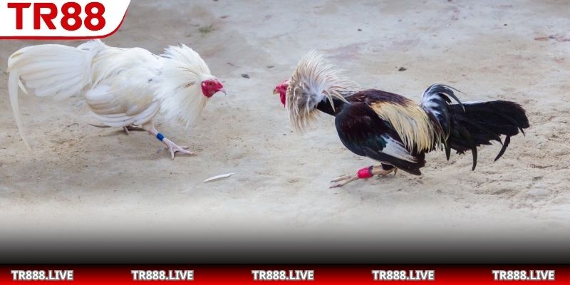 Bí kíp áp dụng đòn đá thành công nhất