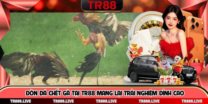 Đòn Đá Chết Gà Tại TR88 Mang Lại Trải Nghiệm Đỉnh Cao