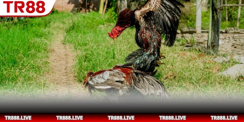 Phân tích các yếu tố tác động đến luật chấp trong đá gà